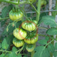 Riccio di Parma DER TOMATENFLÜSTERER