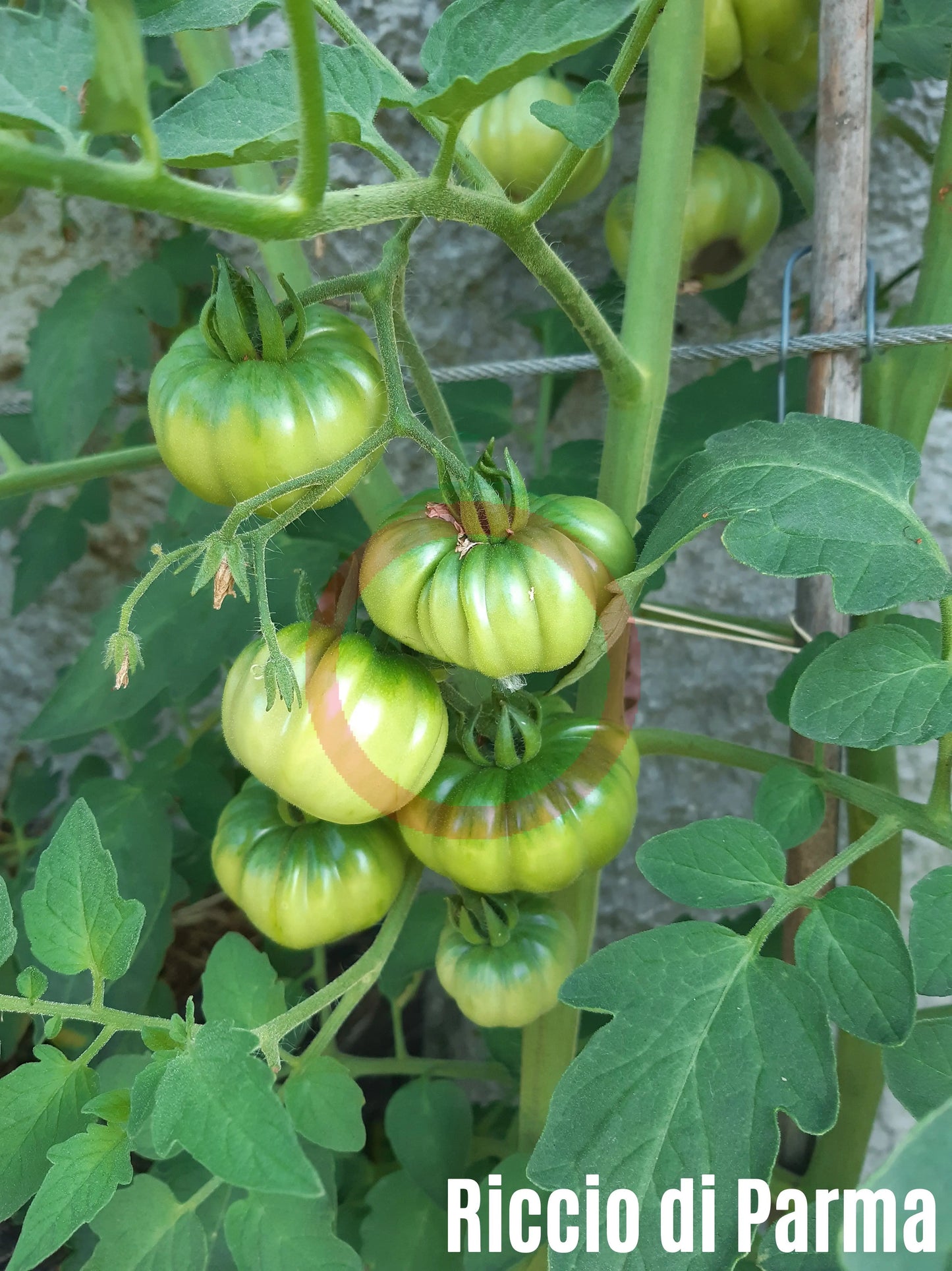 Riccio di Parma DER TOMATENFLÜSTERER