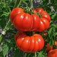 Riccio di Parma DER TOMATENFLÜSTERER