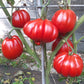 Rigotti´s Ochsenherz DER TOMATENFLÜSTERER