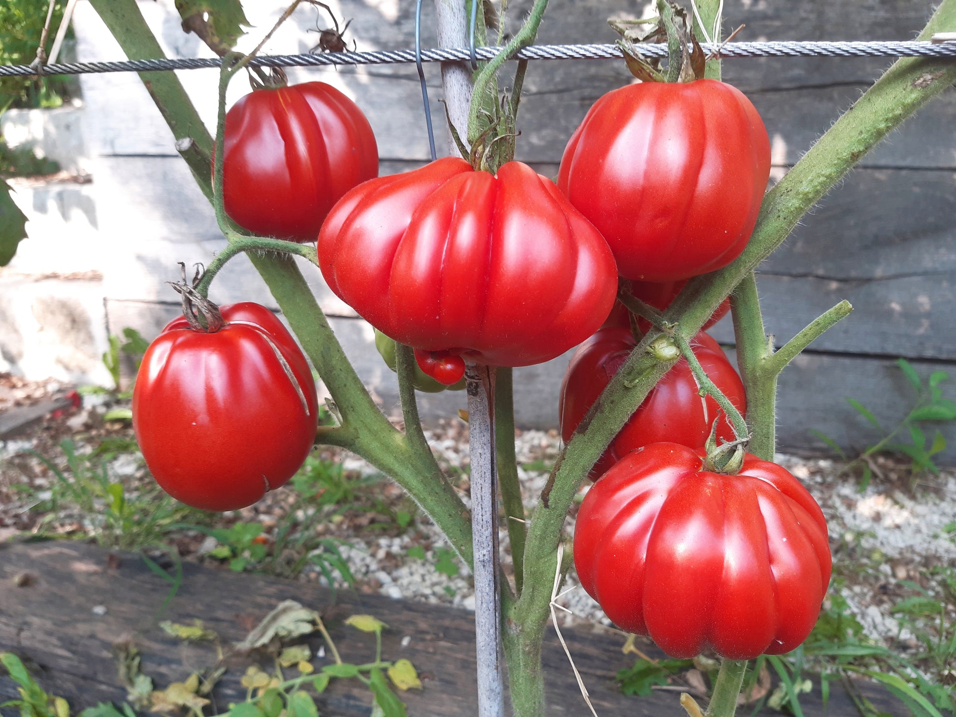 Rigotti´s Ochsenherz DER TOMATENFLÜSTERER
