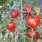 Rigotti´s Ochsenherz DER TOMATENFLÜSTERER