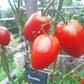 Rinaldo DER TOMATENFLÜSTERER