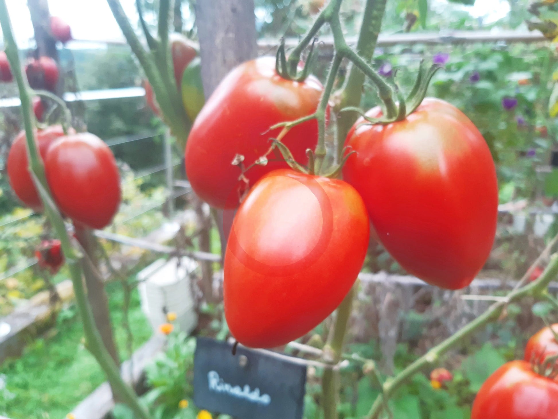 Rinaldo DER TOMATENFLÜSTERER