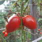 Rinaldo DER TOMATENFLÜSTERER