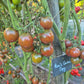 Ron´s Carbon Copy DER TOMATENFLÜSTERER
