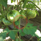Rosa Alhendin Granada DER TOMATENFLÜSTERER