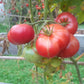Rosa Da Moita DER TOMATENFLÜSTERER
