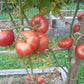 Rosa Da Moita DER TOMATENFLÜSTERER