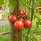 Rosa dell Agro Ericimo DER TOMATENFLÜSTERER