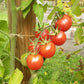 Rosa dell Agro Ericimo DER TOMATENFLÜSTERER
