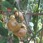 Rosedale GWR DER TOMATENFLÜSTERER