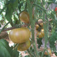 Rosedale GWR DER TOMATENFLÜSTERER