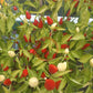 Rosemary Pepper DER TOMATENFLÜSTERER