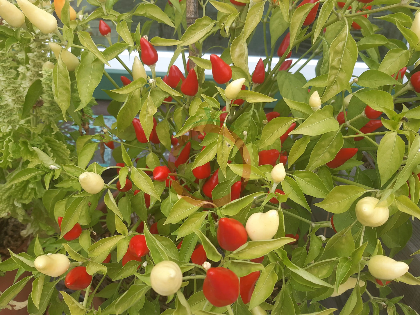 Rosemary Pepper DER TOMATENFLÜSTERER