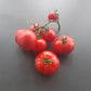 Roter Nil DER TOMATENFLÜSTERER