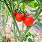 Rotkäppchen DER TOMATENFLÜSTERER
