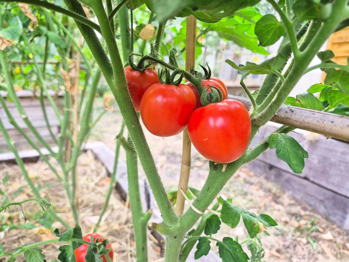 Rotkäppchen DER TOMATENFLÜSTERER