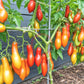 Royal Fingers DER TOMATENFLÜSTERER