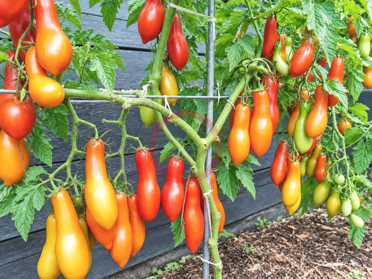 Royal Fingers DER TOMATENFLÜSTERER