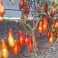 Royal Fingers DER TOMATENFLÜSTERER