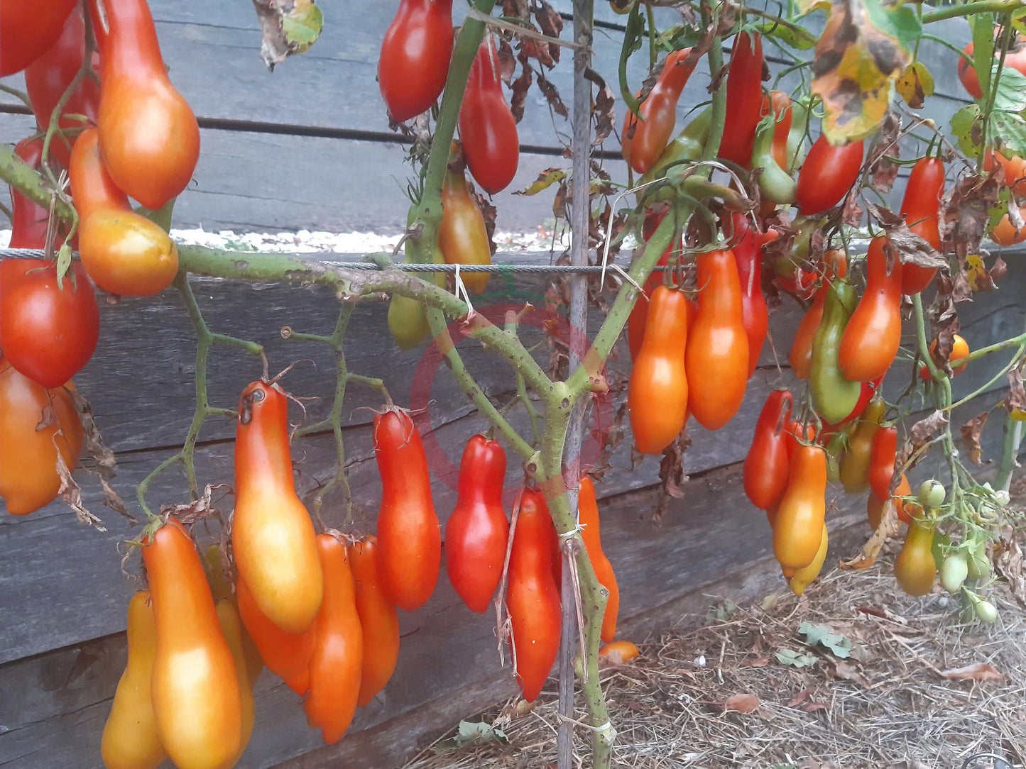 Royal Fingers DER TOMATENFLÜSTERER