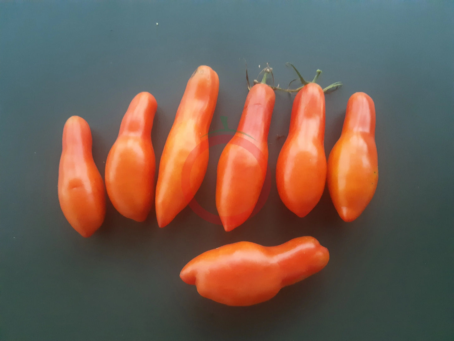 Royal Fingers DER TOMATENFLÜSTERER