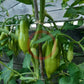 Royal Fingers DER TOMATENFLÜSTERER
