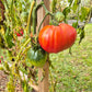 Rozovyy Grebeshok DER TOMATENFLÜSTERER