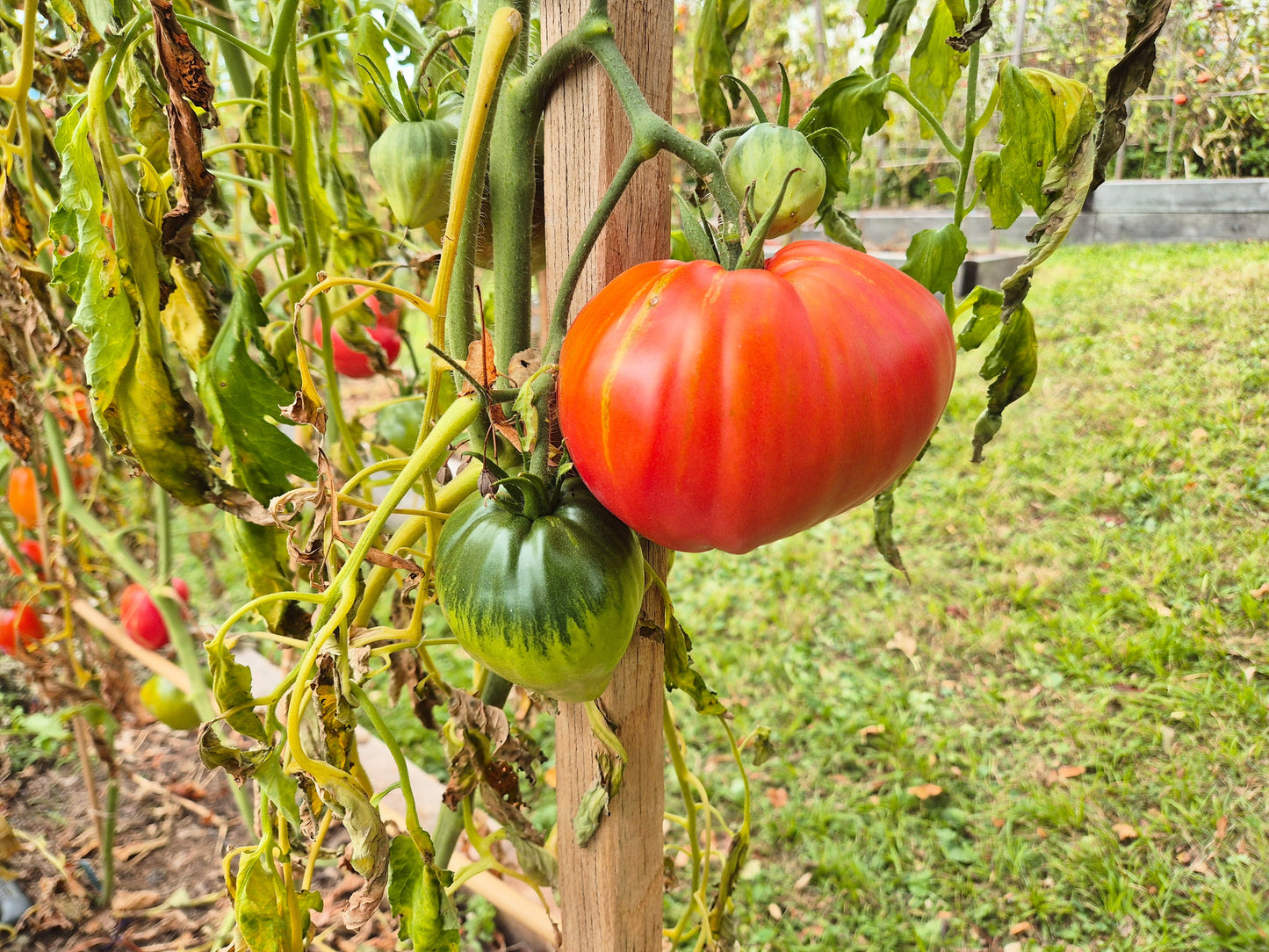 Rozovyy Grebeshok DER TOMATENFLÜSTERER