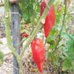 Rozovyy Tyul'pan DER TOMATENFLÜSTERER