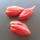 Rozovyy Tyul'pan DER TOMATENFLÜSTERER
