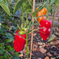 Russischer Spitzerl DER TOMATENFLÜSTERER