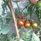 Safari DER TOMATENFLÜSTERER