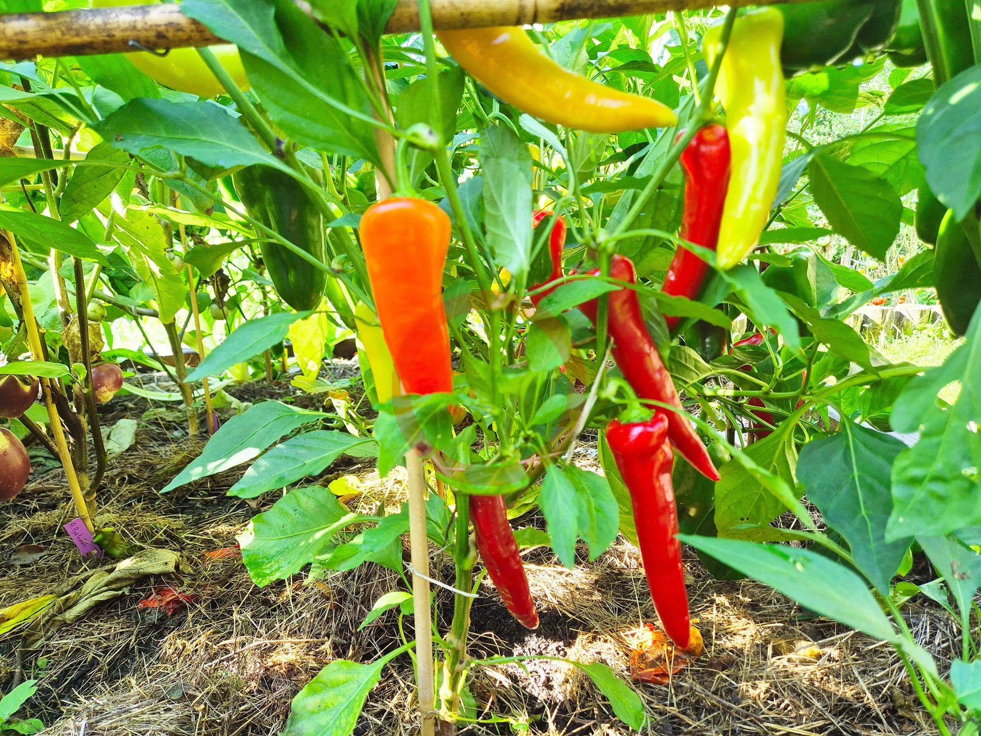 Sakharniy Rojok DER TOMATENFLÜSTERER