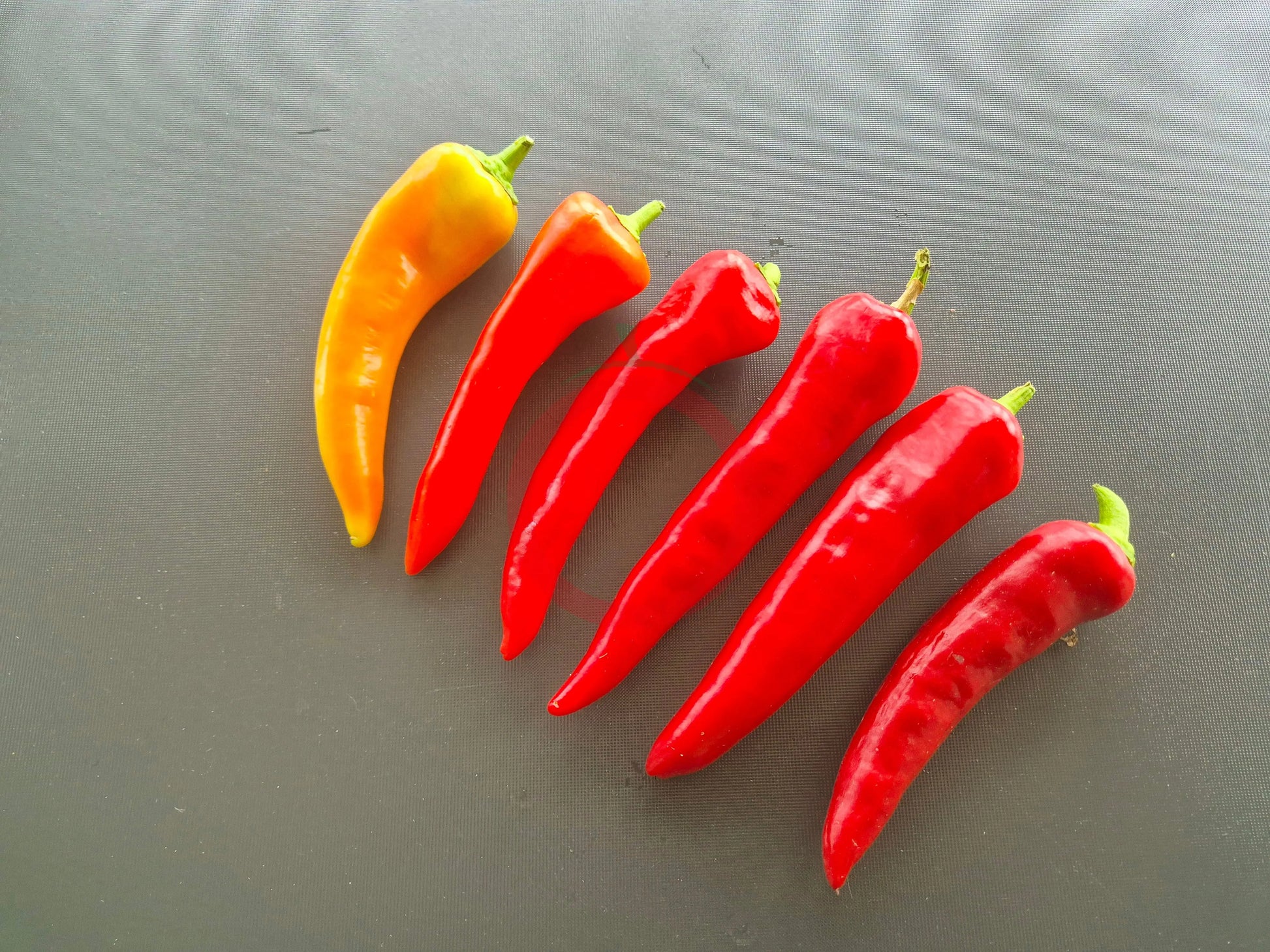 Sakharniy Rojok DER TOMATENFLÜSTERER