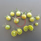 Samocvet Nefrytovy DER TOMATENFLÜSTERER