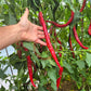 San Felipe DER TOMATENFLÜSTERER