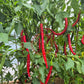 San Felipe DER TOMATENFLÜSTERER