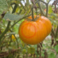San Francisco Sunrise DER TOMATENFLÜSTERER