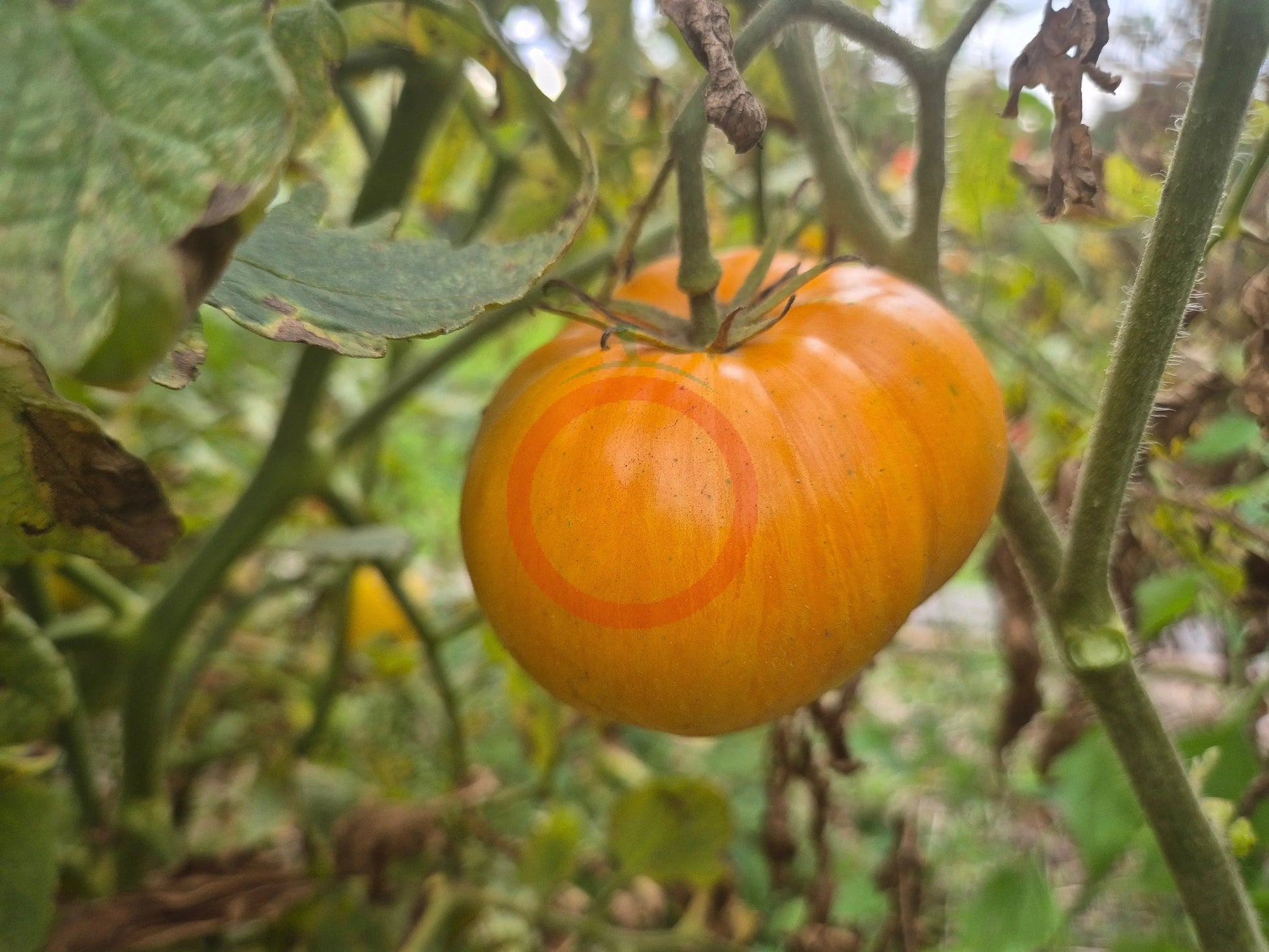 San Francisco Sunrise DER TOMATENFLÜSTERER