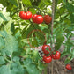 Santiago DER TOMATENFLÜSTERER