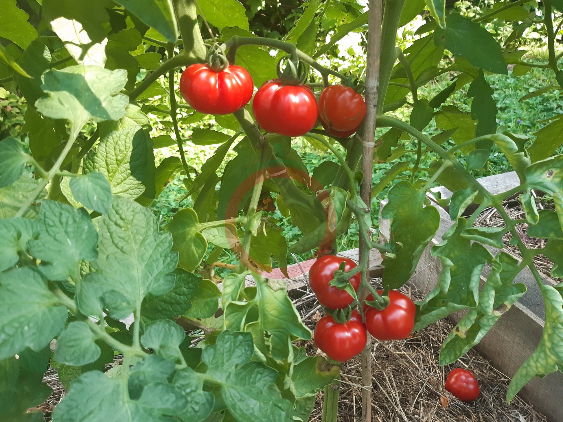 Santiago DER TOMATENFLÜSTERER