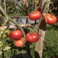 Saranda DER TOMATENFLÜSTERER