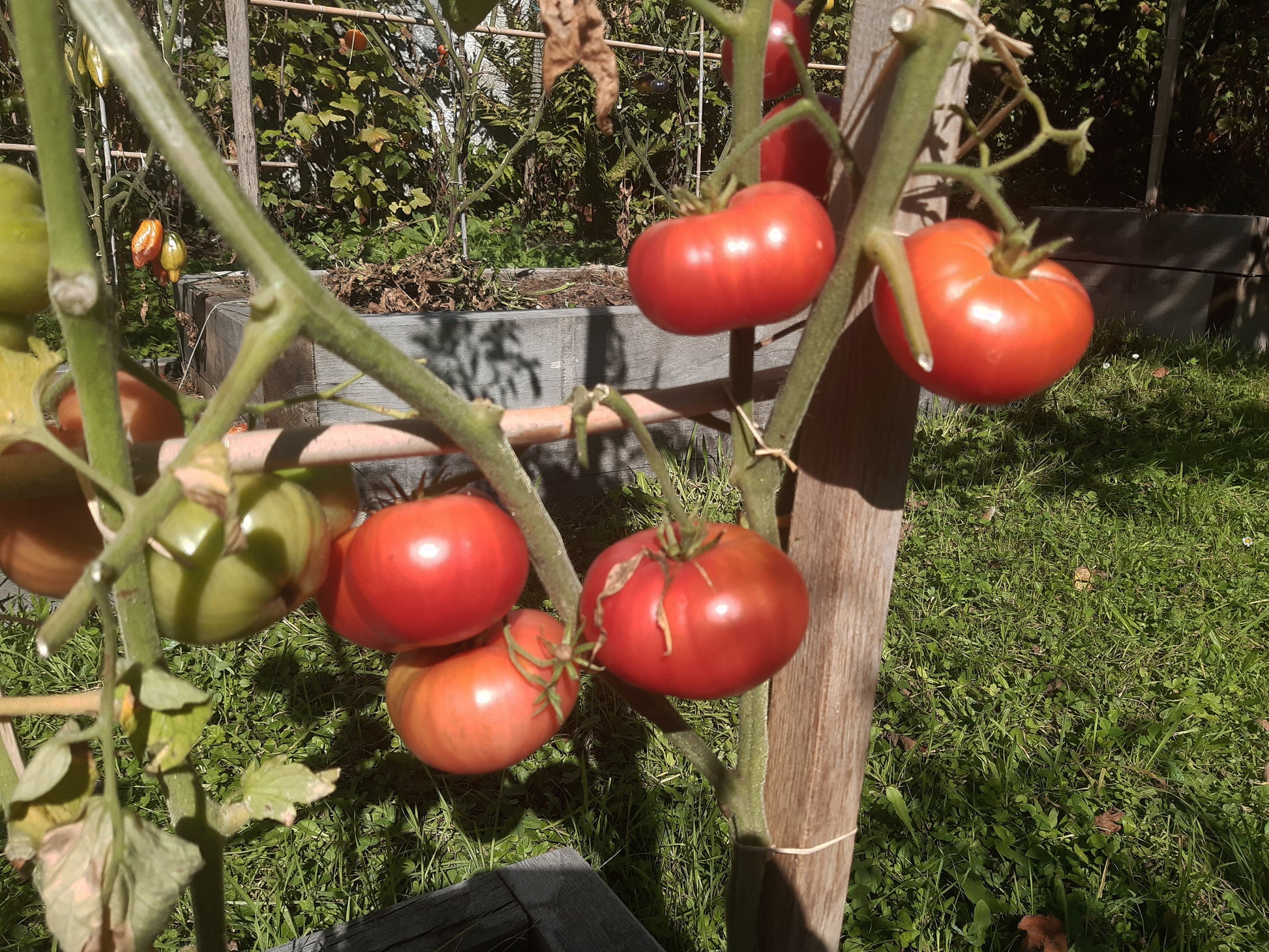 Saranda DER TOMATENFLÜSTERER