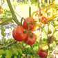 Saranda DER TOMATENFLÜSTERER