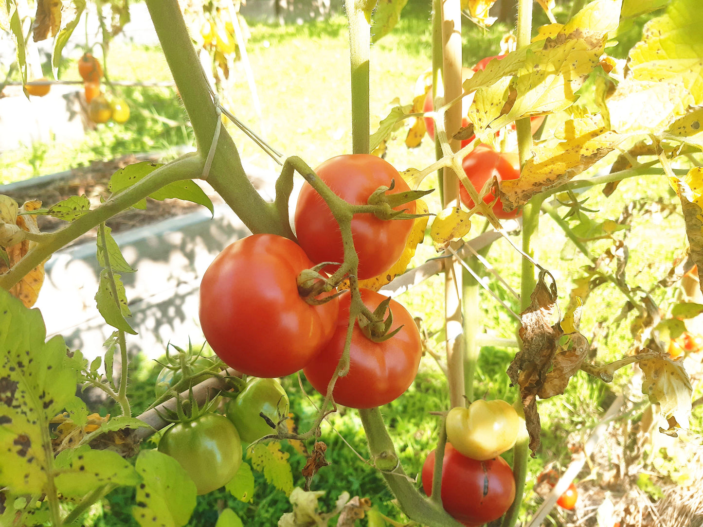 Saranda DER TOMATENFLÜSTERER