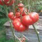 Savan Bali DER TOMATENFLÜSTERER