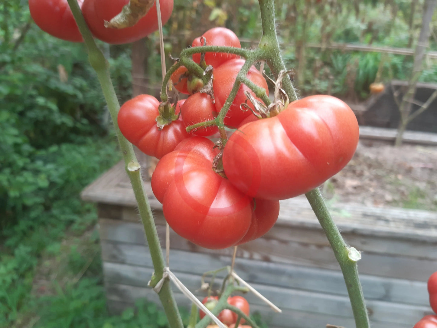 Savan Bali DER TOMATENFLÜSTERER