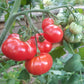 Savan Bali DER TOMATENFLÜSTERER